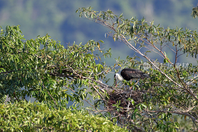 Ciconia episcopus